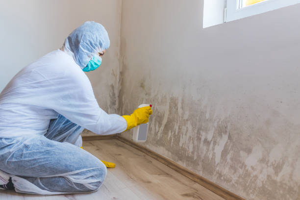 Mold Remediation specialist working in Mill Creek