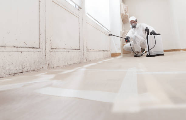 Black mold remediation team in Mill Creek